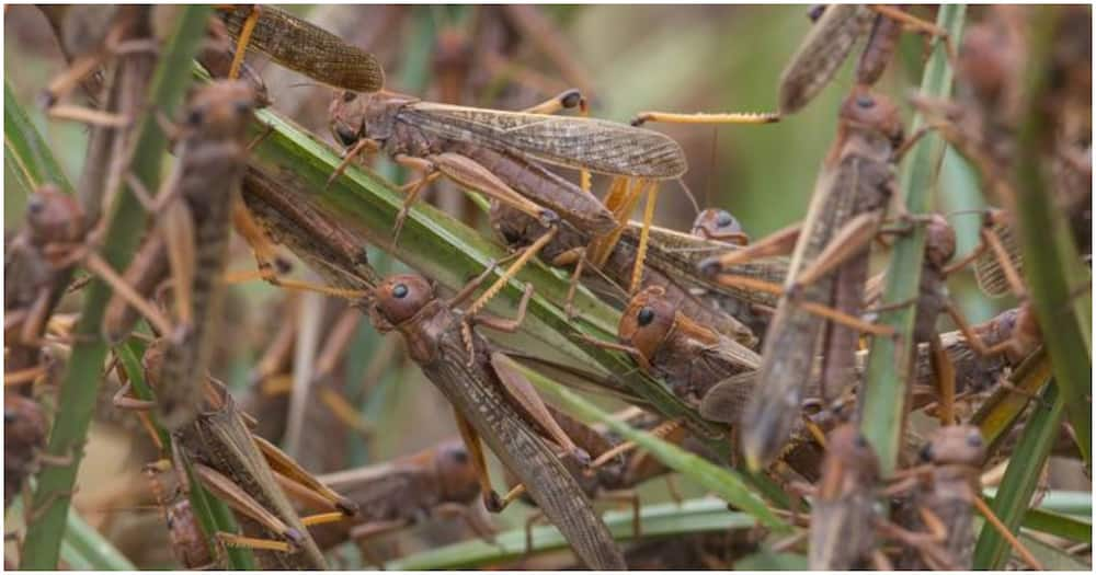 The harvesting begins as early as 5.30 am when the locusts are asleep and cannot move. Photo: DW