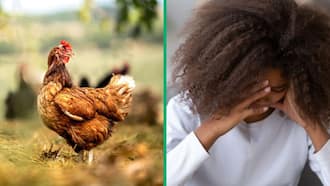 TikTok Video of Young Girl's Fearful Reaction to Holding a Live Chicken Leaves SA Amused and Pitiful