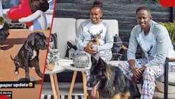 Njugush's Wife Celestine Ndinda Shows Off Hubby's 2 Pricey Dogs Resting in Their Lovely Front Yard