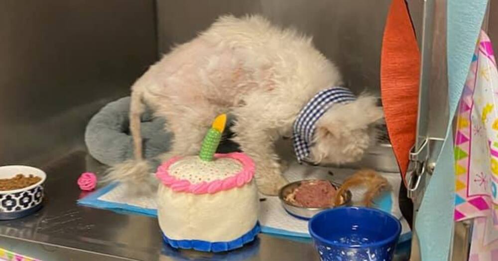 19-Year-Old Cat Thrown Colourful Birthday Party by Animal Shelter Staff