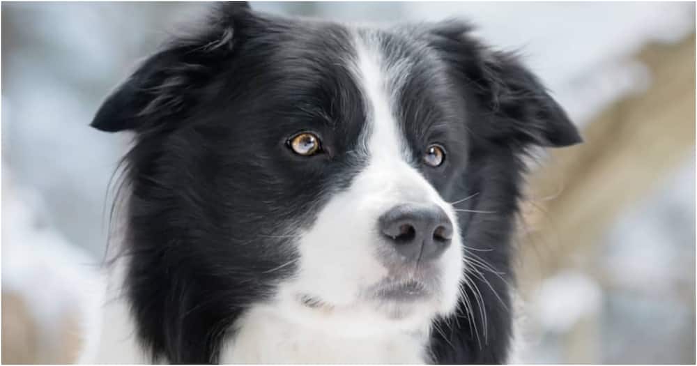 Lulu: 8-year-old dog inherits KSh 500 million from deceased owner