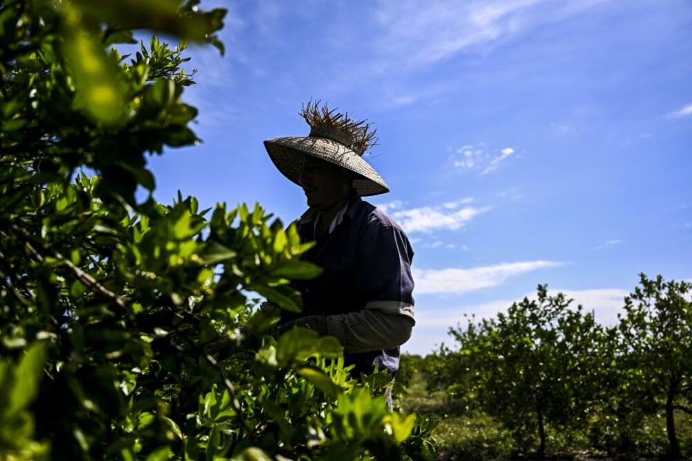 More than 32,500 people hold jobs in Florida's citrus industry, according to officials