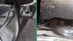 TikTok Video of Snake Inside Car Gets 1.8M Views, Netizens Horrified by Serpent’s Hiding Spot