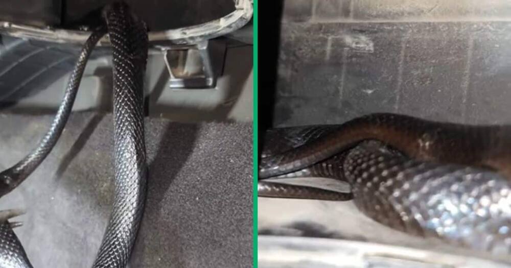 TikTok video of snake in car.
