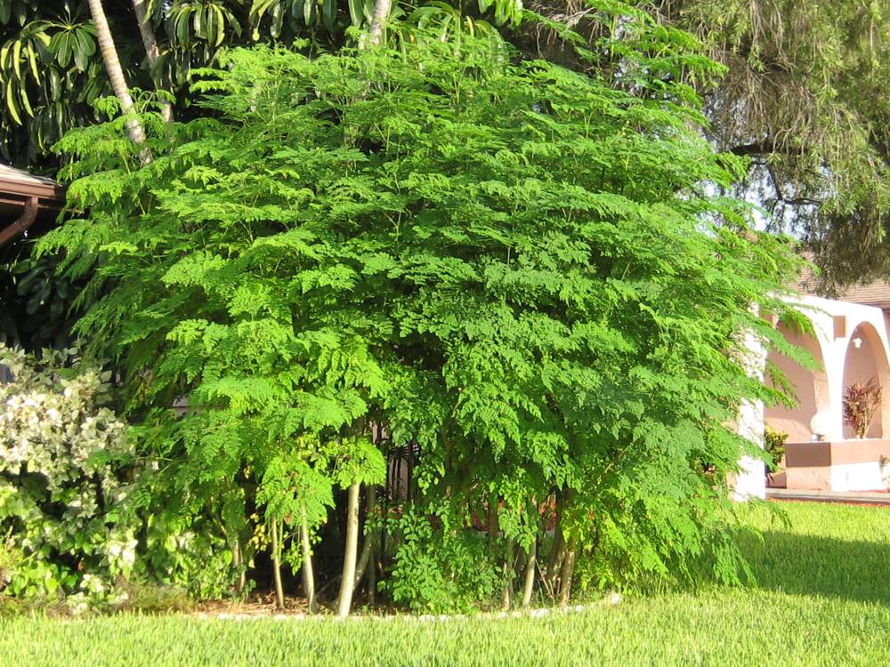 fastest-growing trees in Kenya