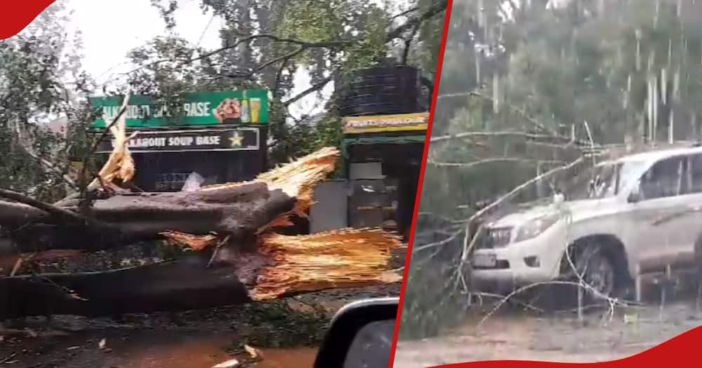 Several high end cars were destroyed after heavy rains caused trees to fall at a parking lot