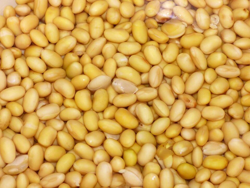 types of beans list