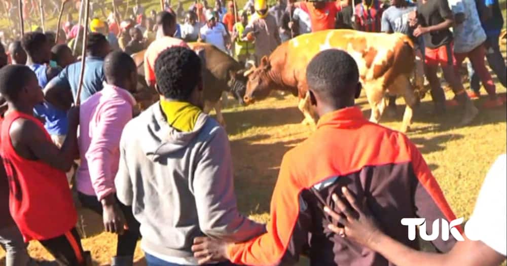 Kakamega Man Takes off Clothes after Losing KSh 10k Bullfighting Bet