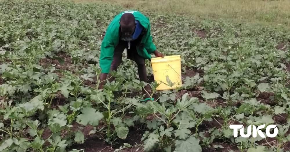 Kisumu Form Four leaver making over KSh 2 million a year from okra farming