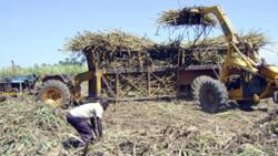 Kenya Sugarcane Wars: West Kenya, Butali and Mumias Increase Cane Prices