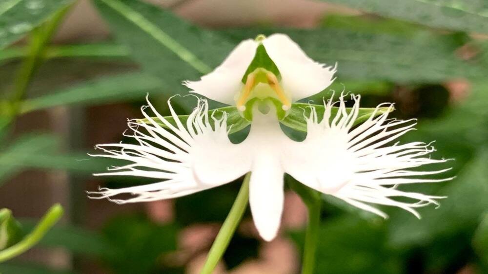 flowers that look like animals