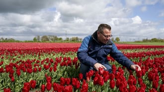Climate change, Brexit threaten to wilt Dutch tulips