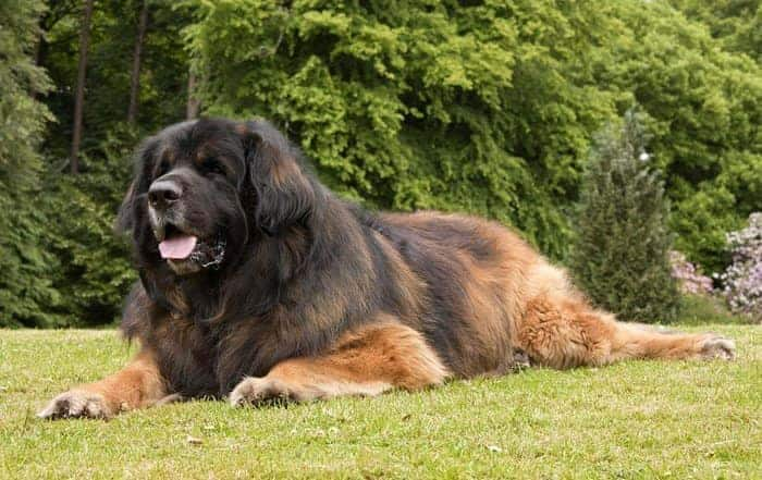 biggest dog breed in the world 2018