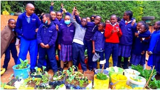 Nairobi: Damacrest Schools Embrace CBC, Teacher Says It Empowers Learners