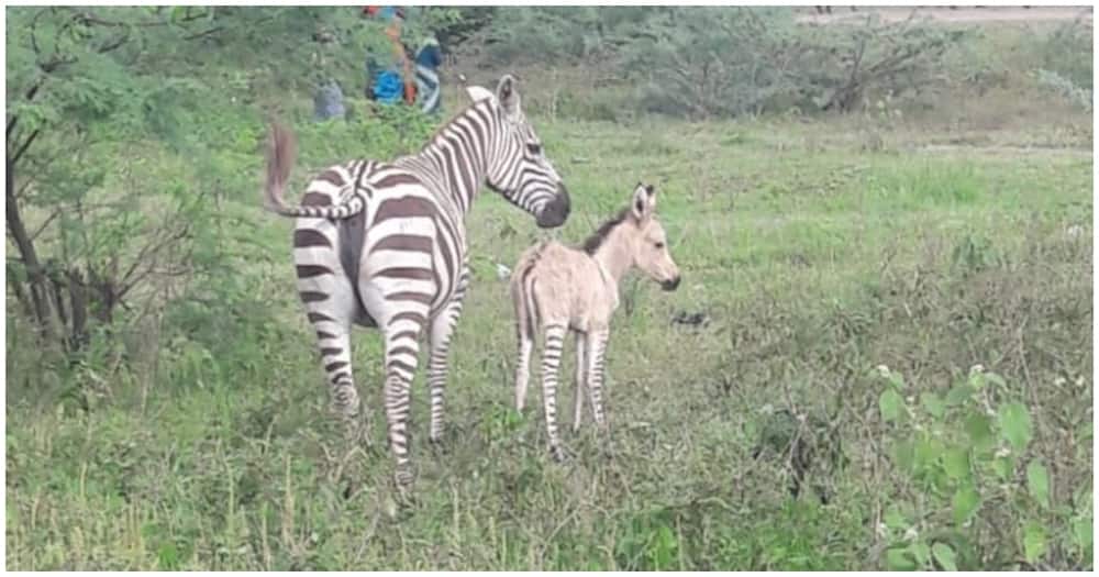 The zebra and its crossbreed foal in Moa village, Lamu County on December 13, 2020. Photo: Nation