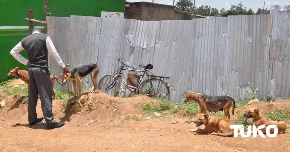 Kakamega Traders Hail Booming Dog Business Sweeping Across Lubao Market
