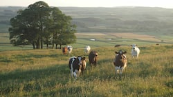 300+ ranch names for your cattle business (unique, creative, funny)