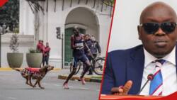 Kimutai Ngeno: Senator Cherargei Demands Justice For Kenyan Athlete Chased By Stray Dog
