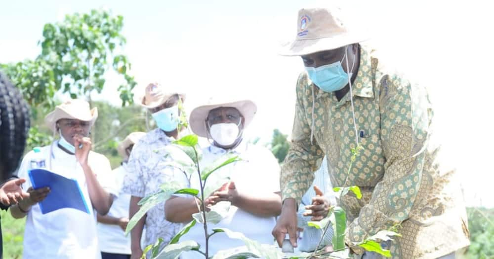 Mount Kenya University to Open Up 20-Acre Botanic Garden to Public for Research, Leisure