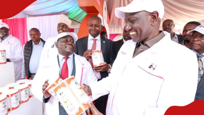 William Ruto Promises to Double Kenya's Milk Production in 5 Years: "We Will Market of Brokers"