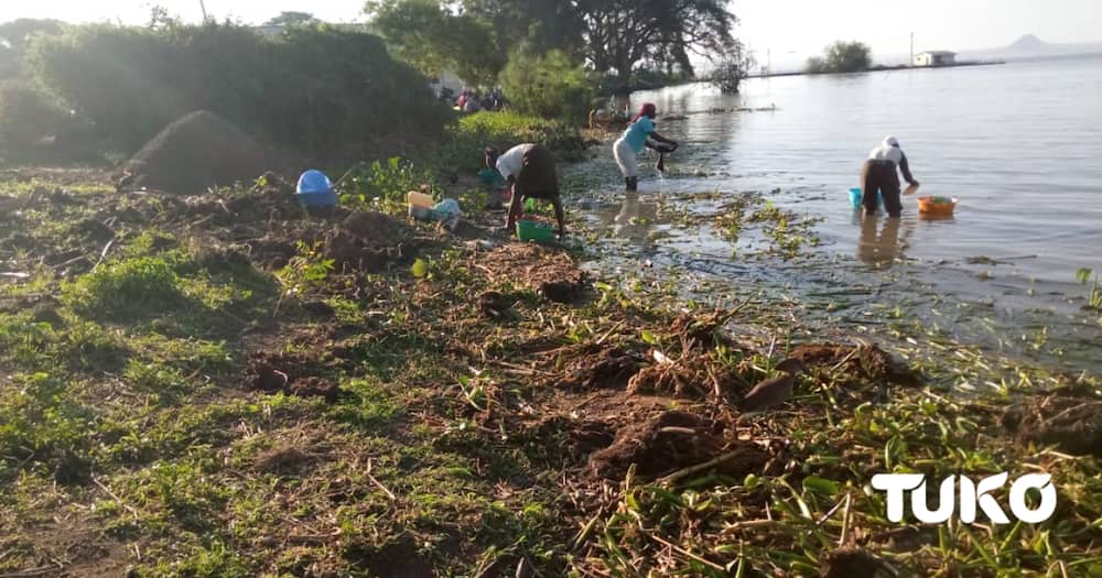 Scientists find over 70 chemicals, ARVs in Lake Victoria, caution residents against domestic use of water