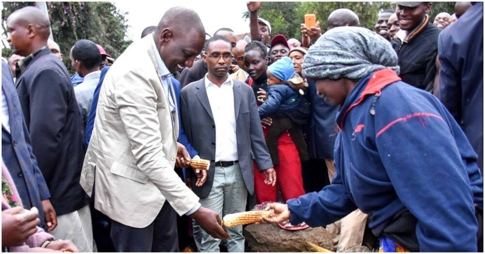 William Ruto Buys Fish from Marsabit Hustler at KSh 50k: "Bei ya jioni."