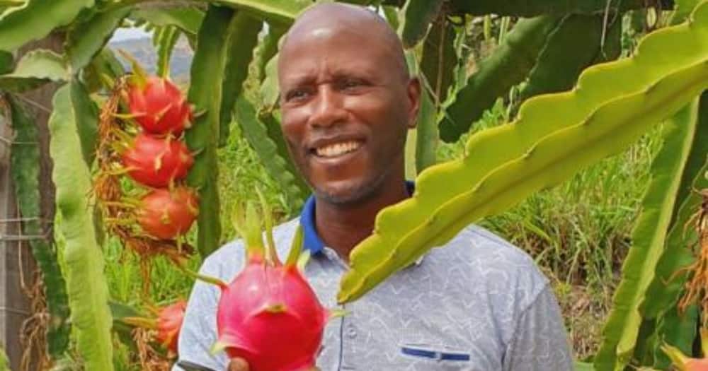 Anthony Kinoti grows dragon fruits in Meru.