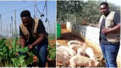 Bostwana: 22-Year-Old Kenyan Man Who Refused University Education Builds 10 Hectares Farm in Botswana