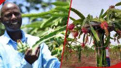 Meru Farmer Makes Over KSh 2m per Acre from Dragon Fruits
