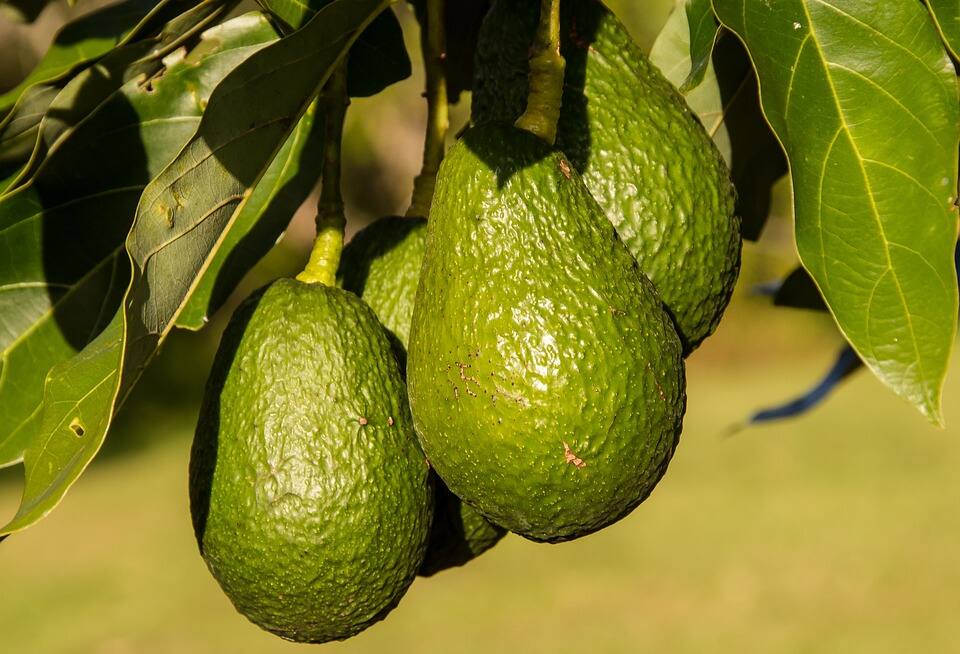 hass avocado farming