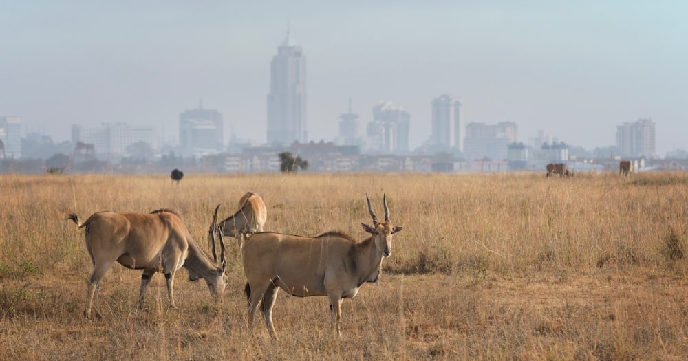 Nairobi National Park.