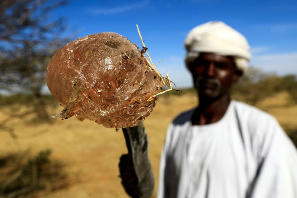 Sudanese exports of raw gum totalled $110 million in 2021, according to central bank figures, making it one of the country's key foreign exchange earners