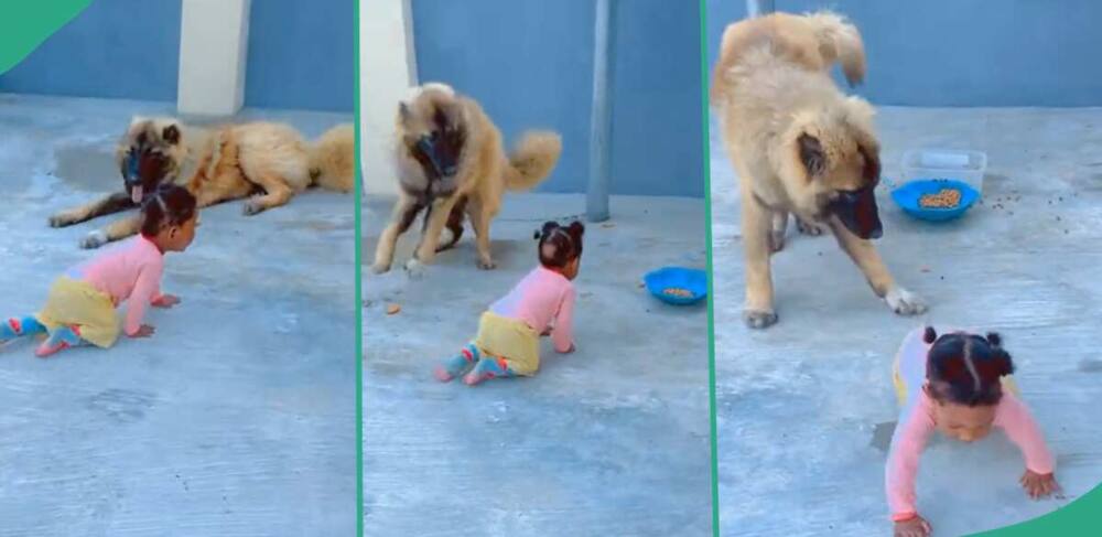 The moment a dog prevented a child from eating its food.