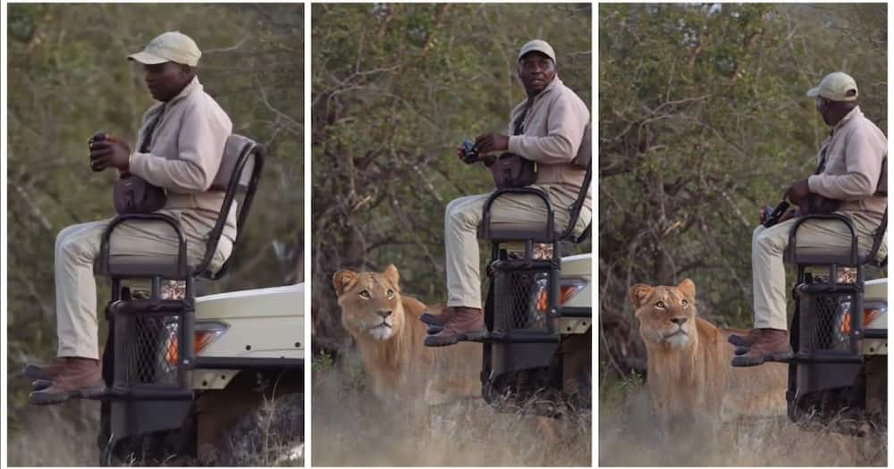 Lion sneaks up on man.