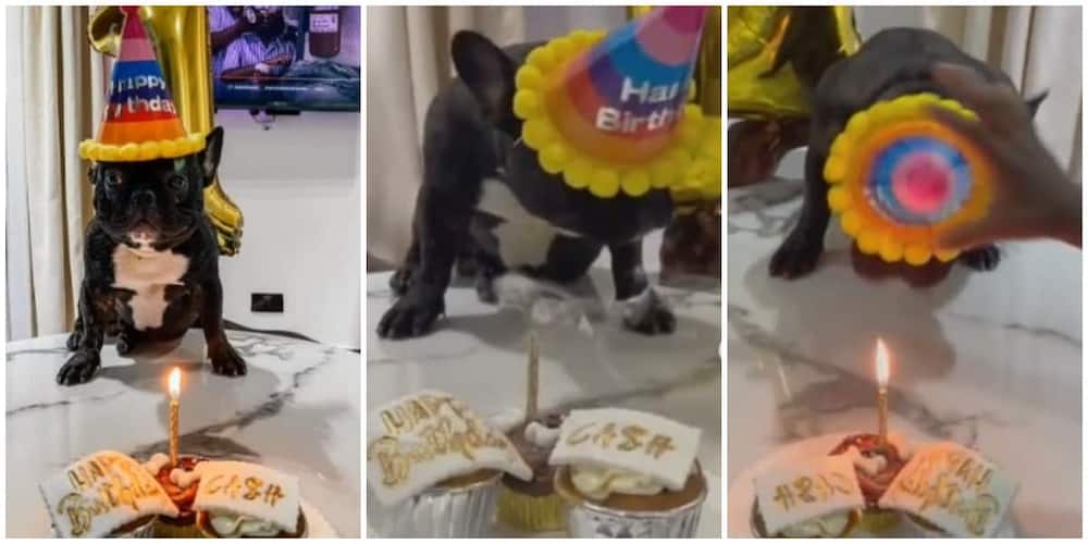 A Nigerian family celebrates a birthday of their dog in a viral video.