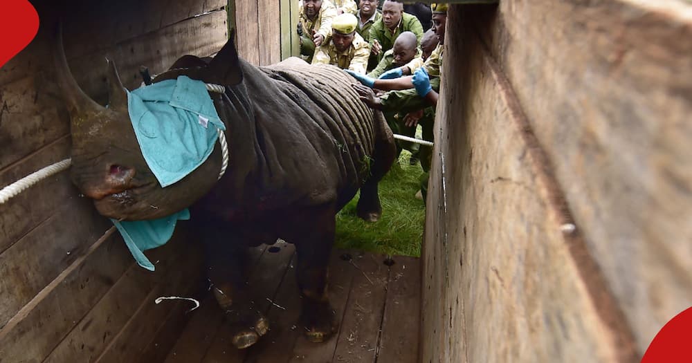 Rhinos to be moved from Nairobi to Laikipia