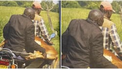 Respect Animals: Police Service Warns Boda Boda Riders Against Ferrying Cows, Dogs
