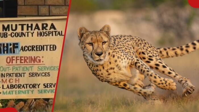 Meru: Junior Secondary Pupil Wrestles Cheetah While Going to School, Sustains Serious Injuries