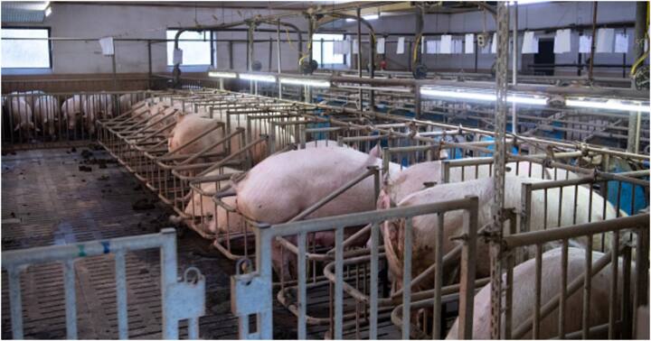 Swine erysipelas: Rwanda to vaccinate pigs countrywide amid bacterial ...