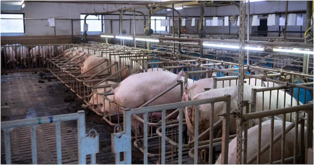 Swine erysipelas: Rwanda to vaccinate pigs countrywide amid bacterial infection outbreak