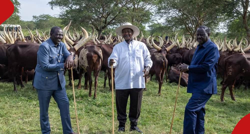 William Ruto, Yoweri Museveni Wanaunga Mkono Azma Yangu ya AU, Raila Odinga Afichua