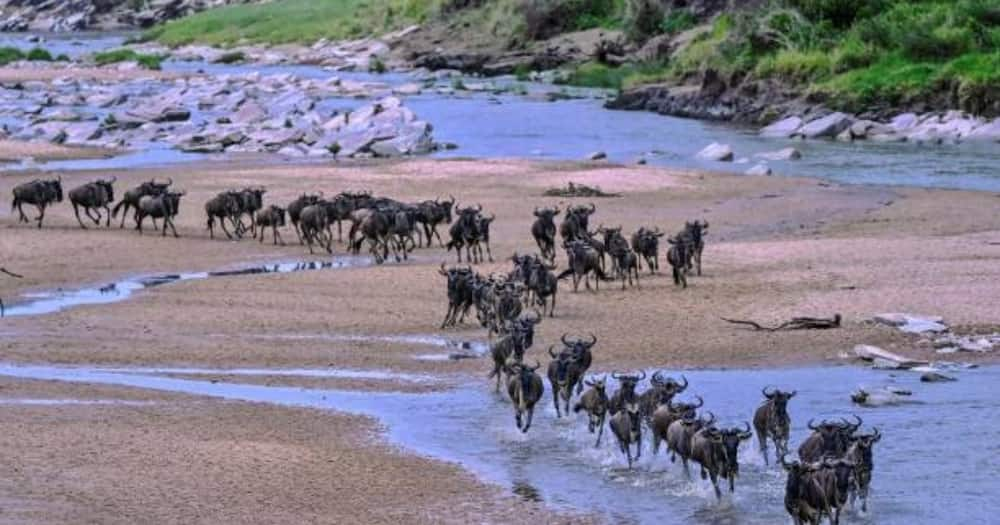 The wildebeest migration in Maasi Mara.