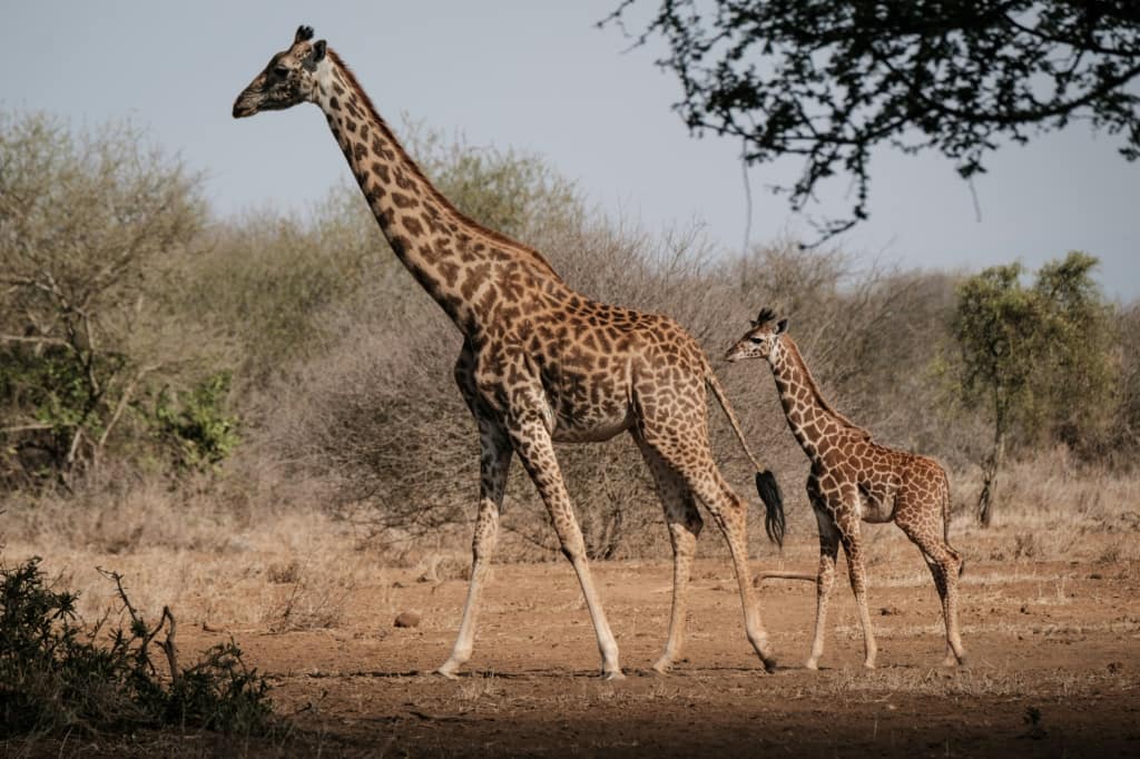 giraffe attack