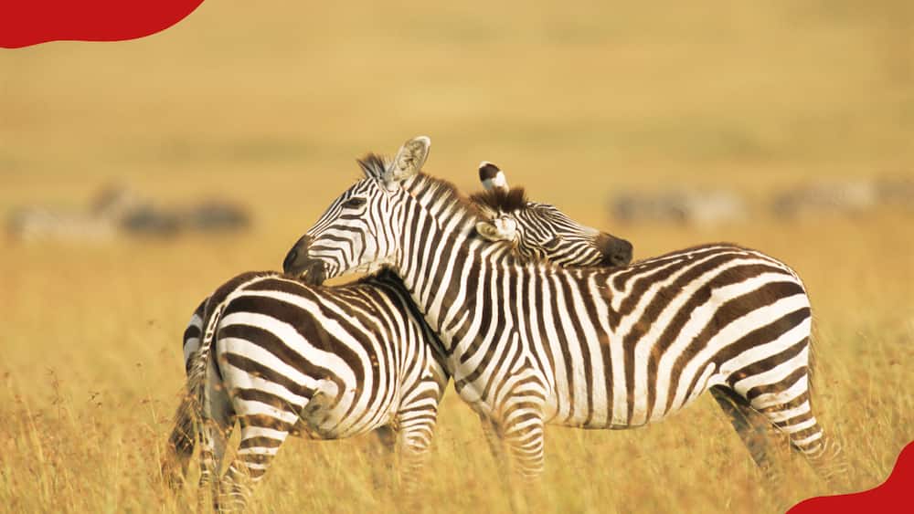 Zebras grooming each other Masai Mara National Reserve, Kenya
