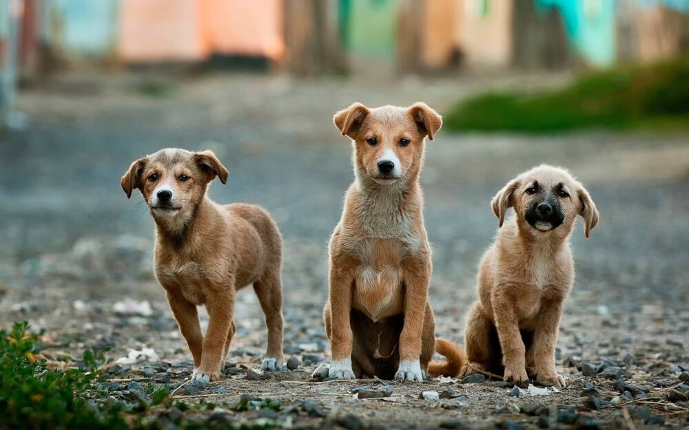 Coronavirus: Raia Uchina wakanywa kula nyama ya mbwa na paka