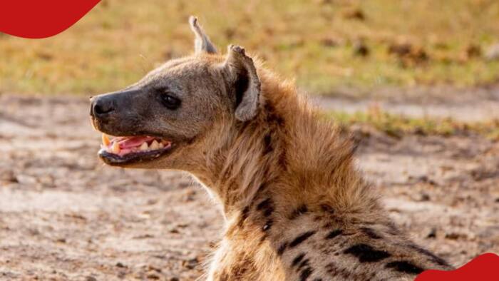 Kenyans Join KWS to Celebrate World Hyena Day: "Tutunze Mafisi Wetu"