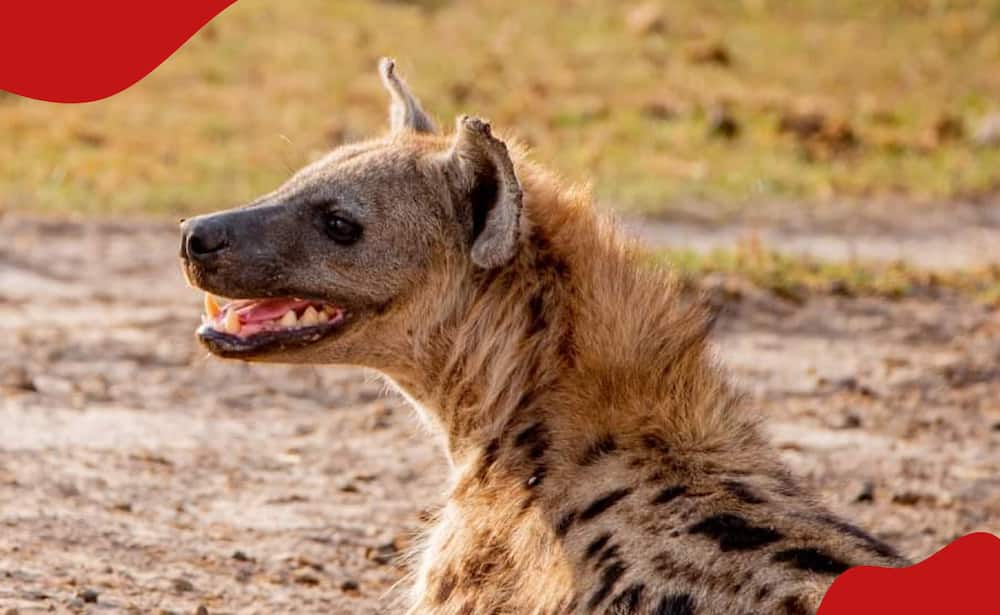 Hyenas are said to be essential to the ecosystem according to Kenya Wildlife Service.