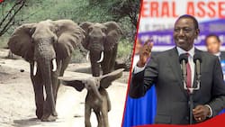 William Ruto Says Kenyans Killed by Elephants to Get KSh 5m: “Tumebadilisha Sheria”