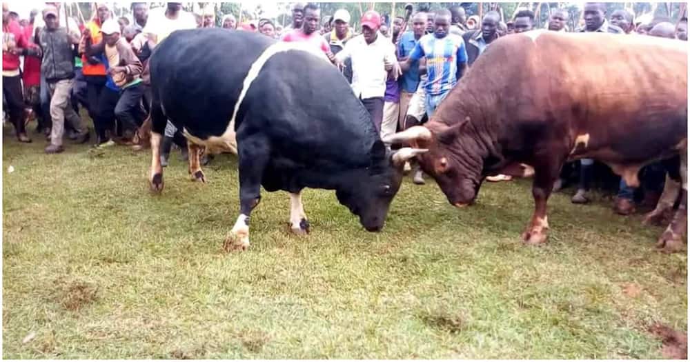 Bullfighting match