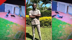 Njugush Falls, Breaks Phone after His Dogs Trip Him During Playtime